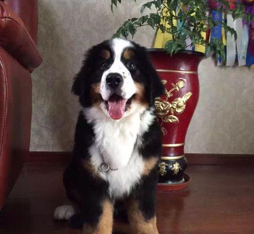 如何正确梳理伯恩山犬的毛发（宠物养护技巧，轻松掌握的5步骤）