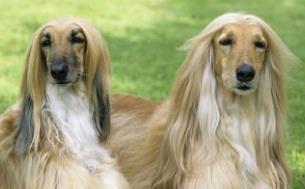 如何挑选优质阿富汗猎犬幼犬（以宠物为主，关注幼犬的健康与性格）