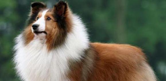 喜乐蒂犬接种疫苗指南（宠物保健必备，让爱宠远离病毒）