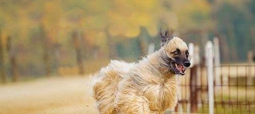 如何科学喂养管理阿富汗猎犬？（以宠物为主，让阿富汗猎犬健康快乐生活！）
