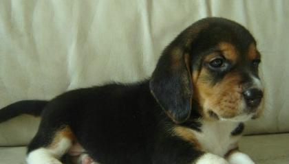 如何训练比格犬狗狗翻滚？（通过正确的训练技巧，教会你的比格犬狗狗翻滚）