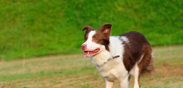 训练边境牧羊犬成为优秀的看家犬（宠物的养护和训练，让你的狗成为家中守卫）