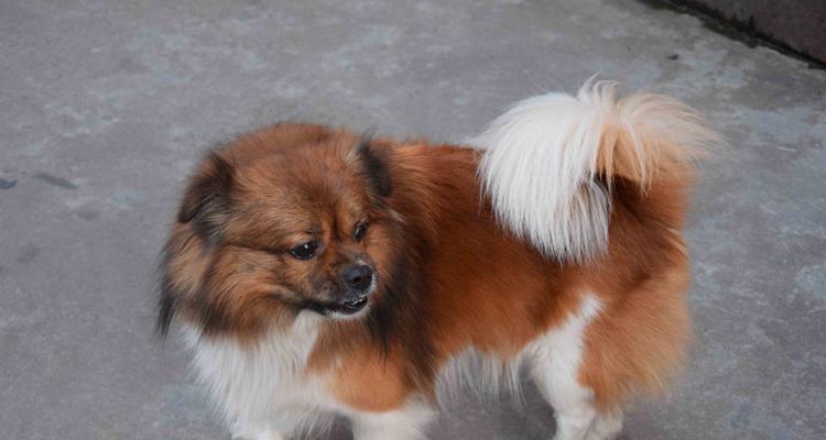 如何训练博美犬成为物品看守专家（从基础训练到专业技巧，助你的博美犬成为全能看守）