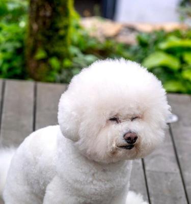 训练顽皮比熊犬的秘诀（宠物犬不听话怎么办？比熊犬训练方法）