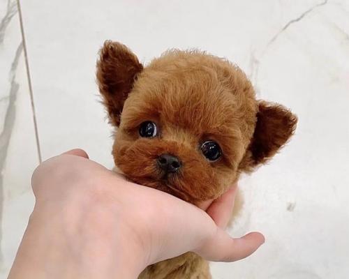 如何训练宠物犬呼之则来（让你的宠物成为聆听者的方法与技巧）