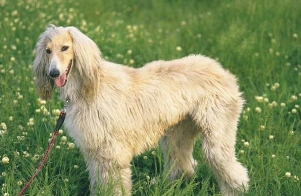 训练宠物犬挥之则去的技巧（从零开始，让你的狗狗成为挥之则去的高手）