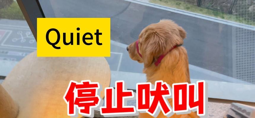 如何训练狗狗绕圈走（宠物技能训练，轻松掌握！）
