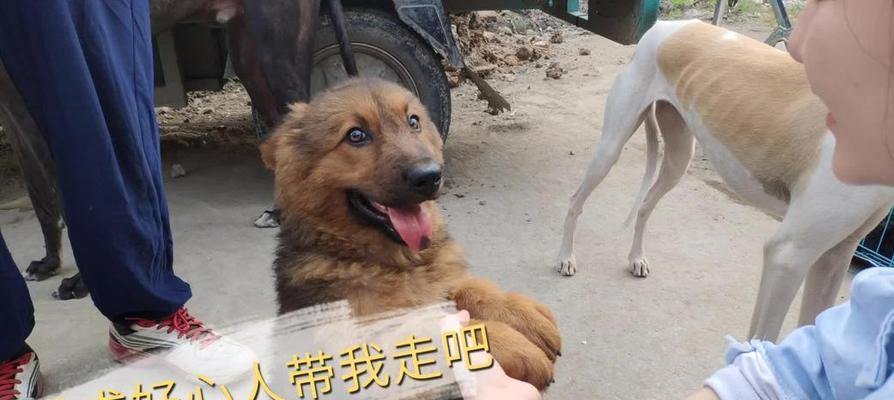 如何训练狗狗作揖和谢谢（通过科学的训练方法使狗狗更懂礼貌）