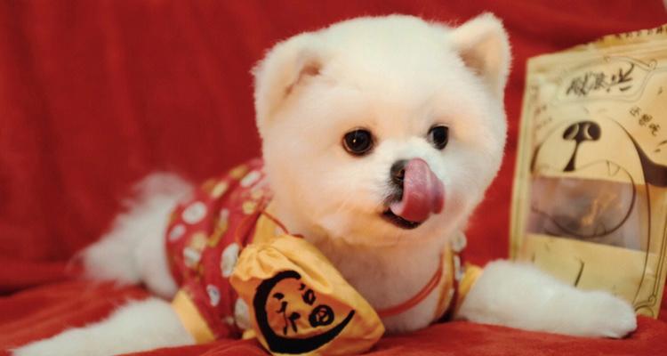 如何训练狗狗恭喜发财（教你的宠物狗狗说出最吉祥的话语）