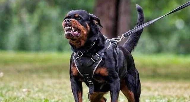 如何训练罗威纳犬大小便？（一步步教你让罗威纳犬完美掌握大小便技能）