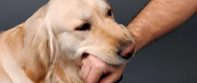 如何训练银狐犬趴下不动？（教你如何正确训练宠物银狐犬，让它听从你的指令）