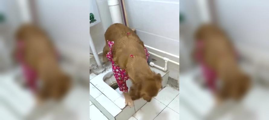 如何训练金毛犬使用马桶（以宠物为主，让你的金毛犬走向文明）