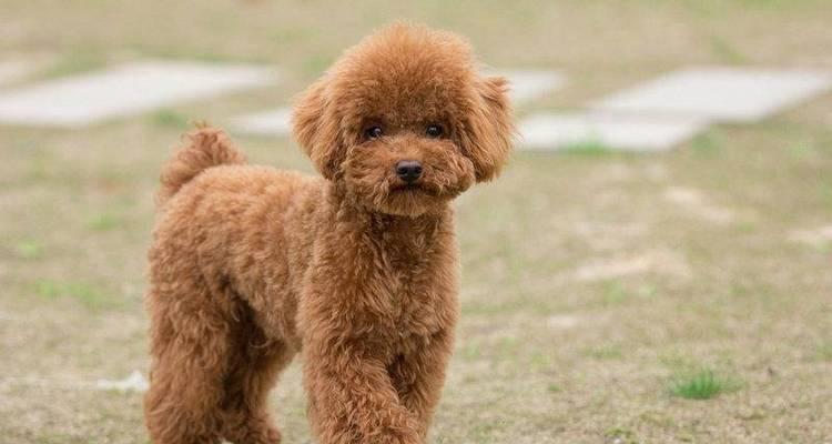 预防贵宾犬感冒，从这15个方面做起（宠物爱好者必知的养犬小常识，护佑犬宝贝的健康）