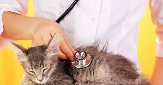 照顾肾衰竭猫的全面指南（以宠物为主，了解病情，给予专业护理，延长猫咪的生命）