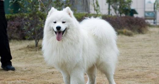 如何进行萨摩耶幼犬行为训练（掌握这些技巧，让萨摩耶幼犬变得更加优秀）