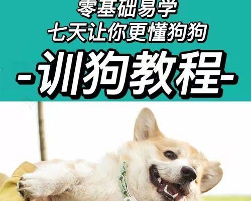 如何训练三只贵宾犬（掌握这些技巧，让你的宠物更优秀）