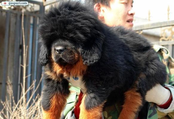 如何养育三个月大的藏獒幼犬（宠物狗的必备知识）