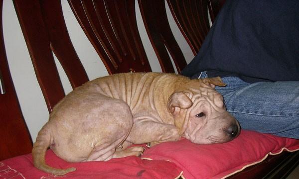 初为沙皮狗主人，如何照顾新生犬？（宠物教育、饮食调节、生理卫生、行为训练、医疗保健）