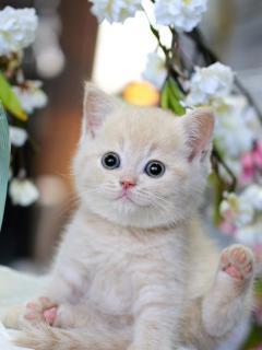 选择宠物猫之前，你需要知道的温顺品种（探索最适合家庭的宠物猫，让你的家庭生活更加美好）