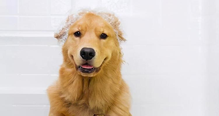 狗狗不能洗澡的7种情况（了解宠物健康，洗澡需谨慎）