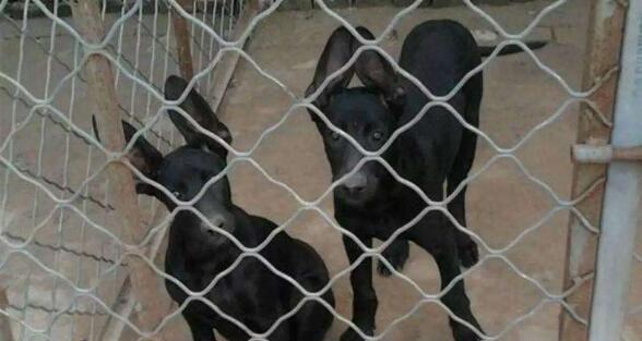 疫苗注射时间对黑狼犬健康的重要性（宠物保健，从疫苗注射开始）