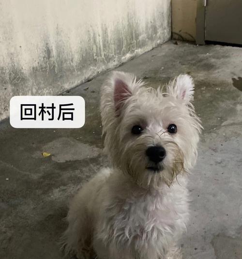 西高地伪狂犬病（宠物主人必读！警惕西高地伪狂犬病的危害与防范）