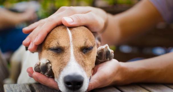 狗狗生病时能否驱虫？（探究驱虫对病犬的影响）