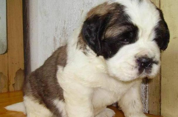 如何训练圣伯纳犬大小便？（宠物主人必知的训练技巧）