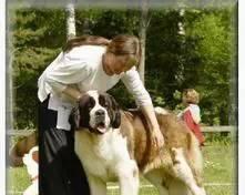 圣伯纳犬的正确饲养方法（宠爱有方，健康成长）