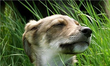 揭秘圣伯纳犬喜欢吃草的原因（探究圣伯纳犬食草行为的根源，解密人类干预对此的影响）