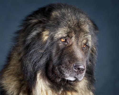 以圣伯纳犬为宠物的训练要循序渐进（从基础入门到高难度操作，逐步提升宠物技能）