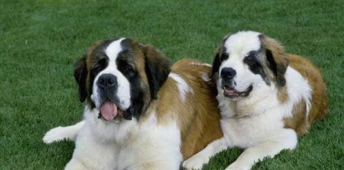 圣伯纳犬的最大恐惧（探究宠物狗最害怕的事情）