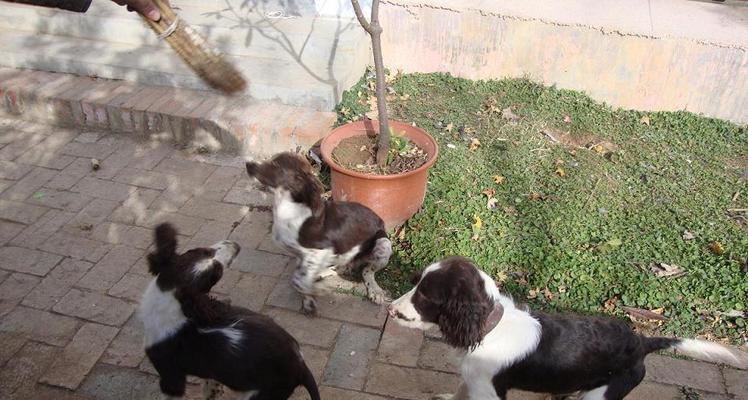 如何合理地带出以史宾格犬散步？（掌握以史宾格犬散步的技巧，提高宠物幸福感）