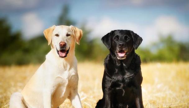 为您的拉布拉多幼犬提供适合的营养食品（如何选择适合幼犬的食物，让它健康成长）