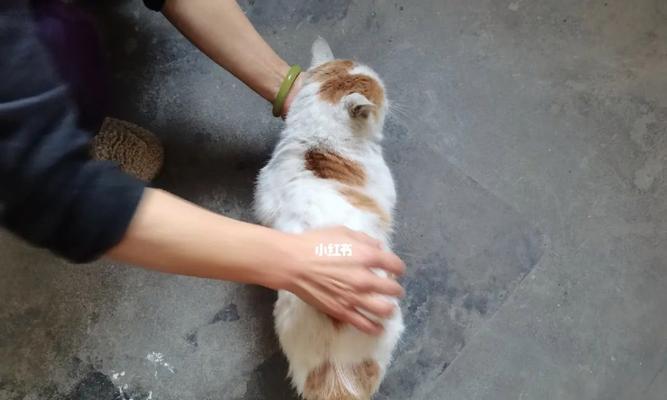 收养流浪猫，必须做的检查！（保障宠物健康，从检查开始！）