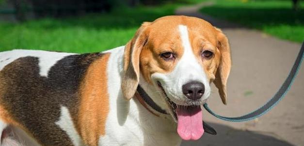 以斯恰潘道斯犬的饲养与护理（掌握如何给以斯恰潘道斯犬提供合适的环境和保健）