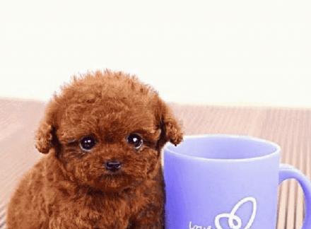 如何正确饲养茶杯犬（注意事项、）