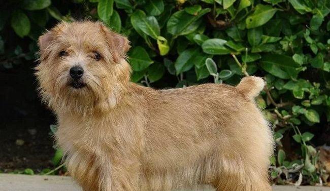饲养罗福梗犬的注意事项（打造幸福宠物生活，关注罗福梗犬的健康成长）