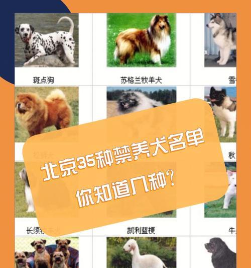 饲养丝毛梗的生活常识须知（打造健康快乐的丝毛梗生活/宠物养护必读）