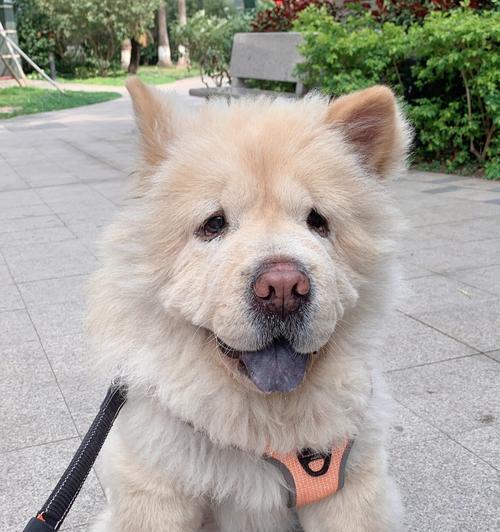 松狮犬皮肤病，一定要注意！（宠物皮肤病的危害，及松狮犬常见皮肤病的症状和治疗方法）