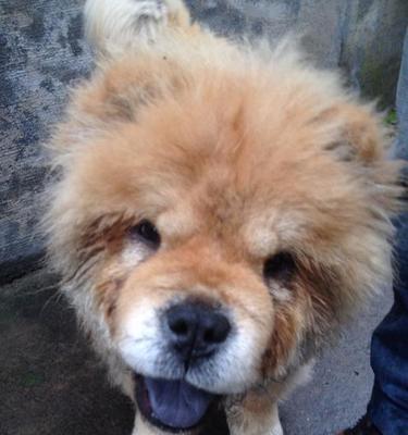 探究松狮犬舌头颜色的奥秘（从宠物角度出发，了解狗狗的身体构造和习性）