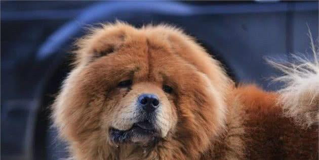 如何解决松狮犬毛发发黄问题？（针对不同原因，采用不同方法，保持宠物健康亮丽）