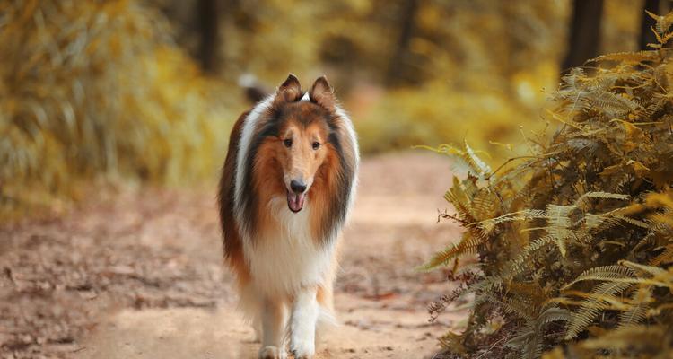 探秘苏格兰牧羊犬的百科世界（了解这个聪明、忠诚的宠物的品种特征及培养技巧）