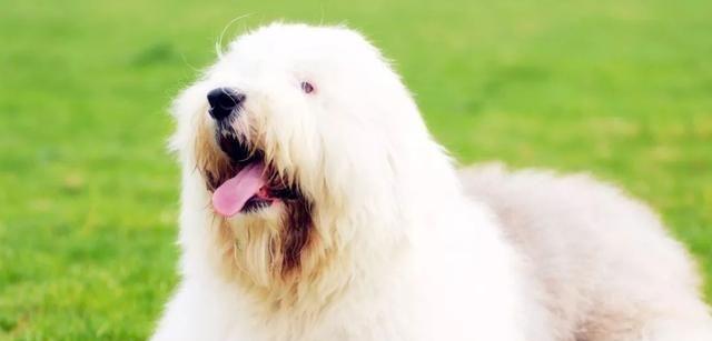 如何训练你的苏格兰牧羊犬围栏技能（打造安全环境，让宠物生活更自由）
