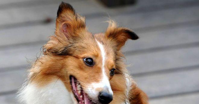 苏格兰牧羊犬能否吃香蕉？（探究苏格兰牧羊犬的饮食习惯及香蕉的营养价值）