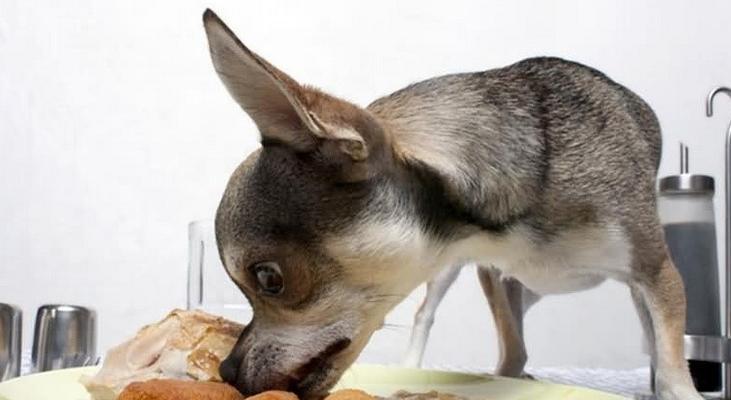 苏格兰牧羊犬脱毛全攻略（宠物家庭必读的苏格兰牧羊犬脱毛技巧和注意事项）