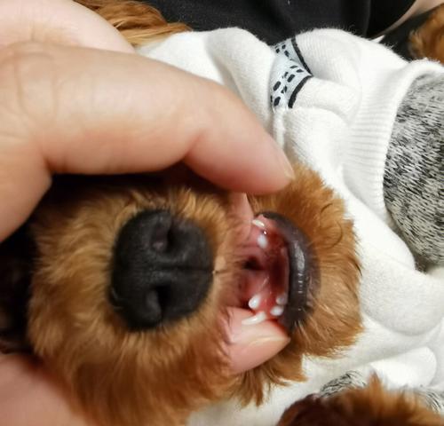 泰迪狗狗脚干裂的治疗和防护（专家分享泰迪狗狗脚掌干裂的原因及预防方法）
