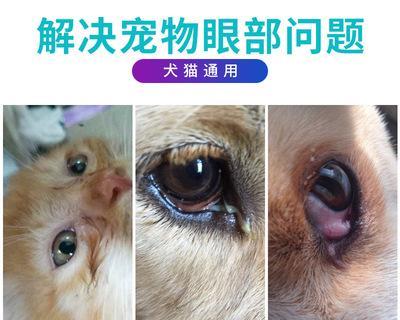 揭秘泰迪狗狗泪痕成因（为什么泰迪狗狗会有泪痕？）