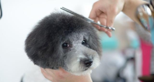 如何训练泰迪犬跳靠（从小到大，让宠物更聪明）