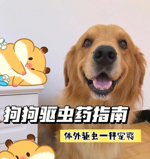 冬季驱虫，宠物不可少（给狗狗驱虫，让它健康过冬）